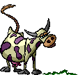 Purple Cow