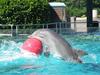 Dolphin Ball