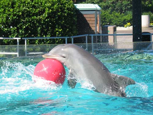 Dolphin Ball
