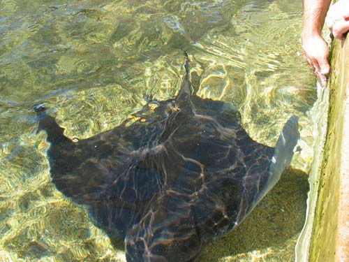 Stingray Pool