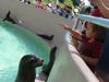 Feeding the Seals