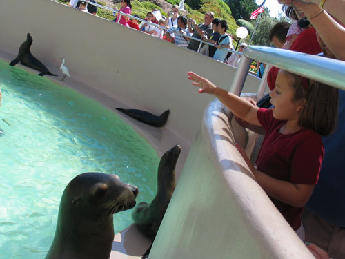 Feeding the Seals