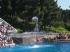 I Love Dolphins