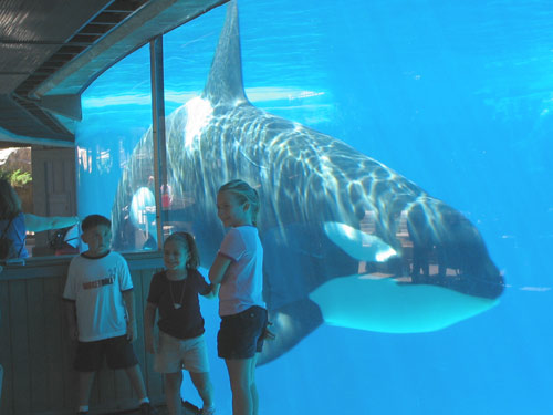 Picture with Shamu