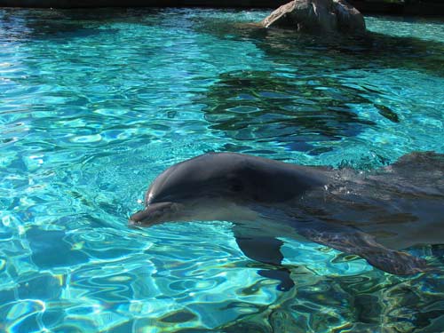Again With The Dolphins