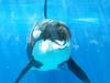 Shamu