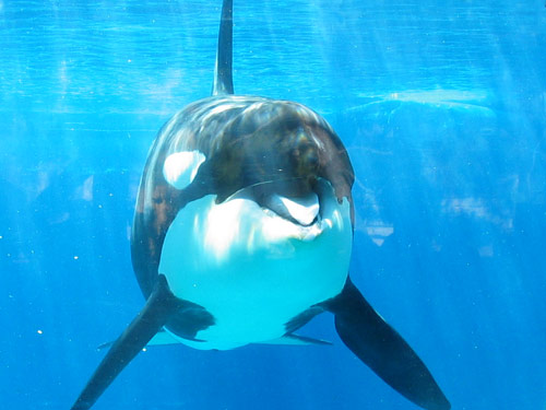 Shamu