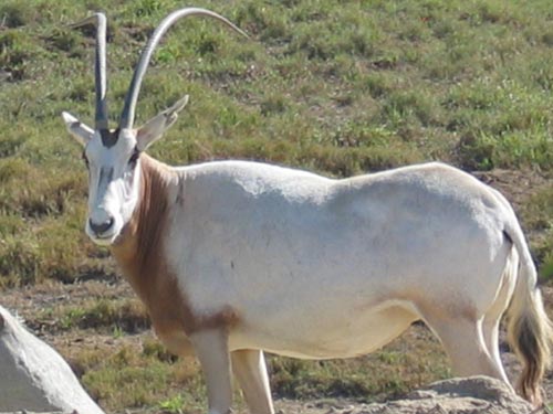 Guess the Animal