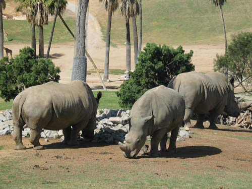 Cluster of Rhino