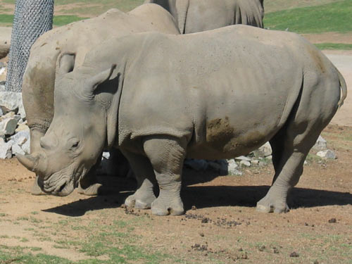 Macho Rhino