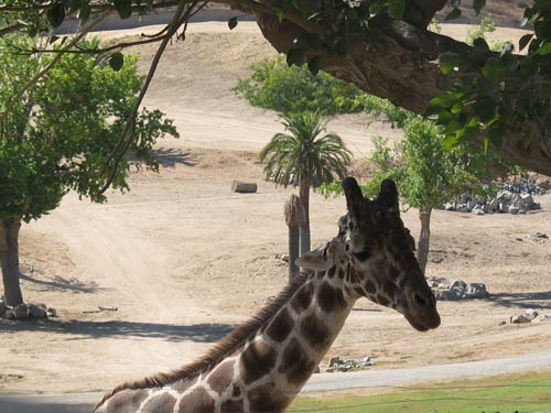 Can I Have a Long Neck, Please
