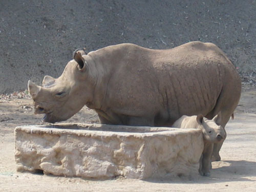 Baby Rhino