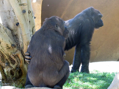 Gorillas Loafing