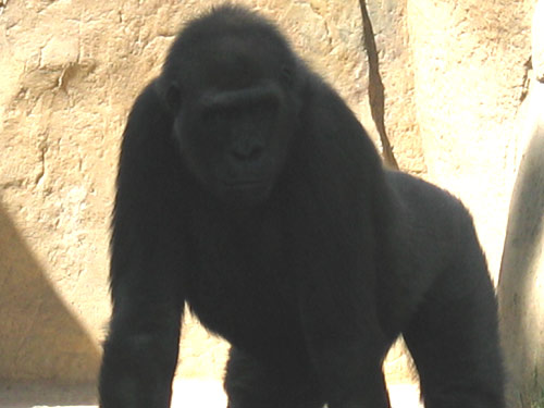 Mr. Silverback to You!