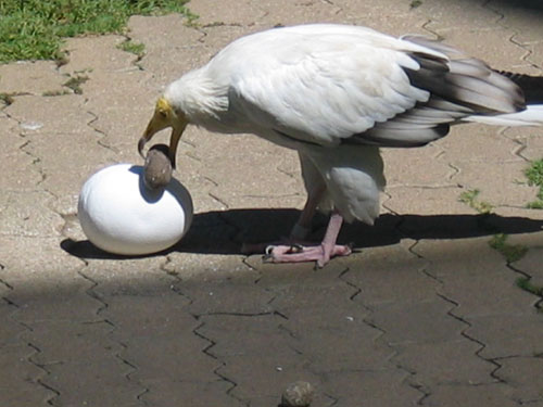 Rock Bird